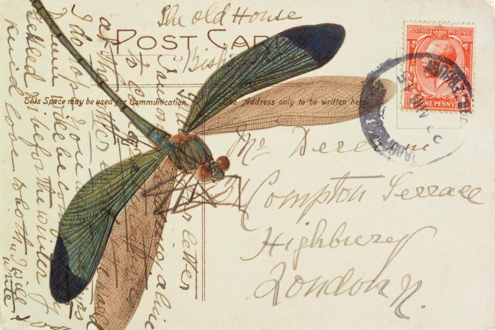 Dragonfly Postcard I