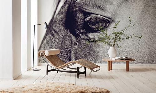 Horse Eye II