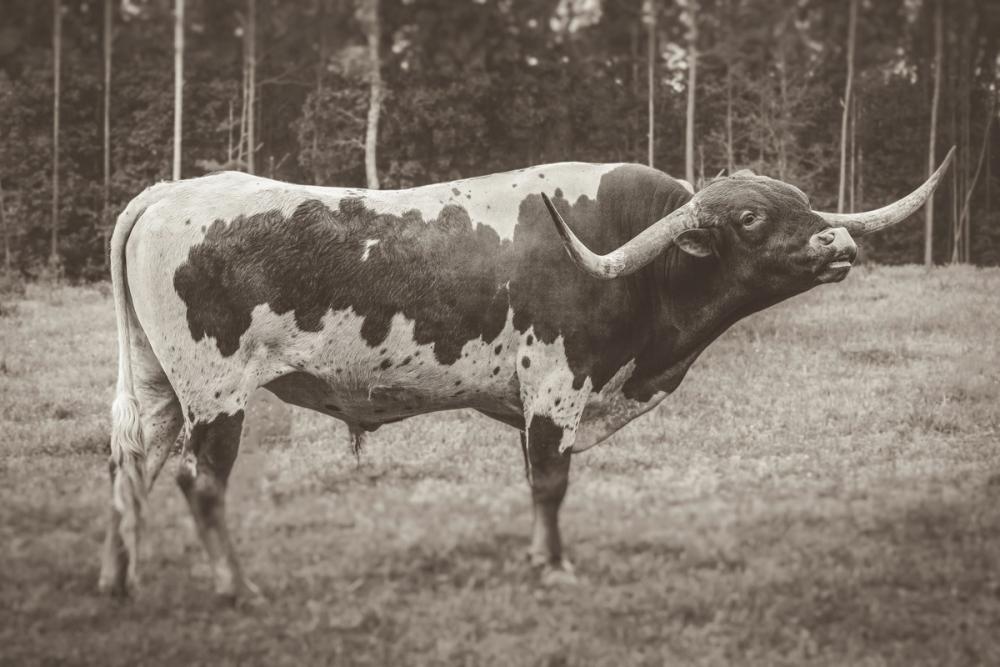 Longhorn Bull Sepia