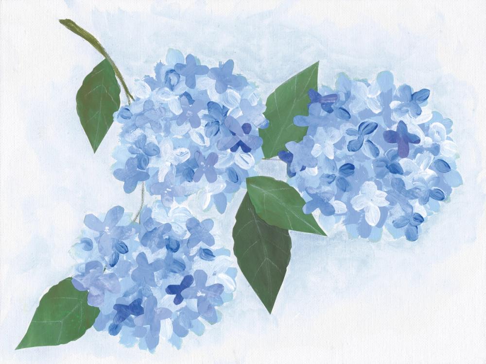 Providence Hydrangea II