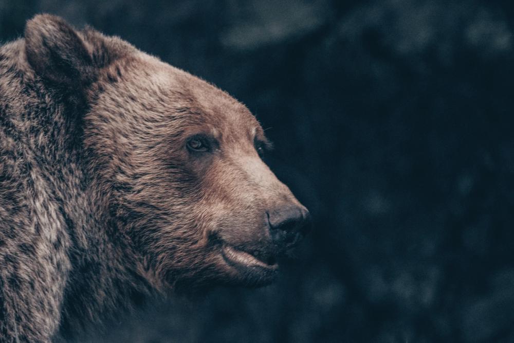 Grizzly Bear Portrait