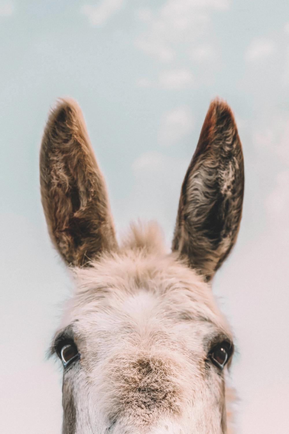 Downward Facing Donkey Pastel