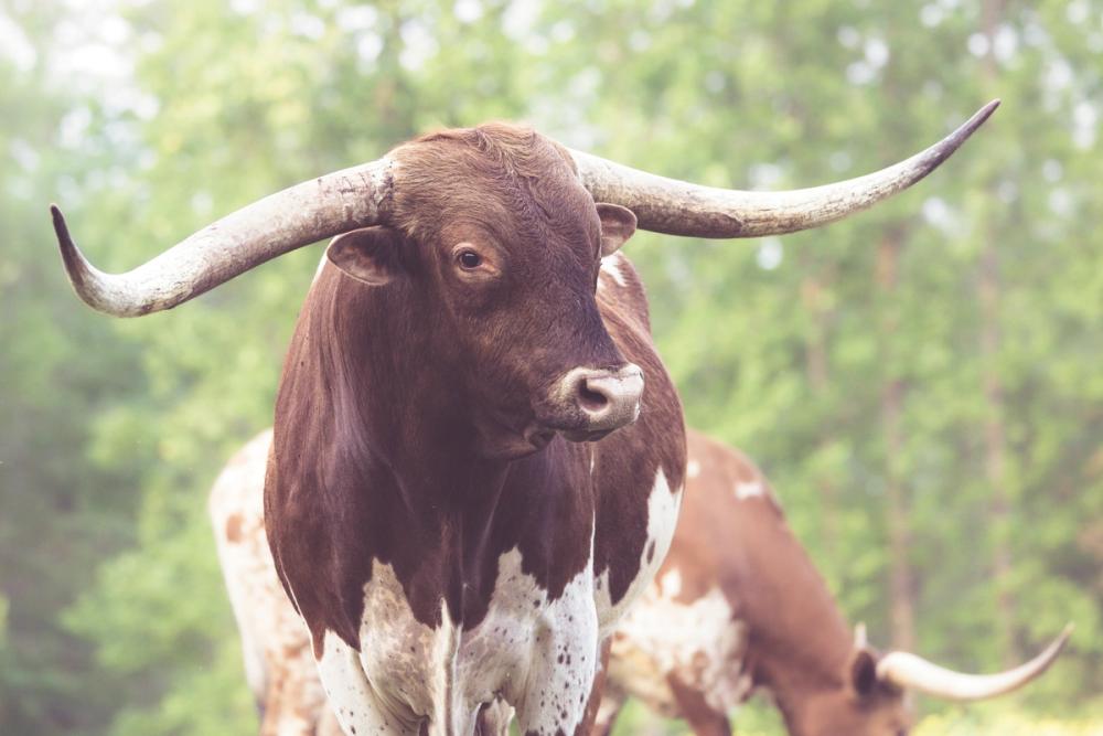 Longhorn Gaze I