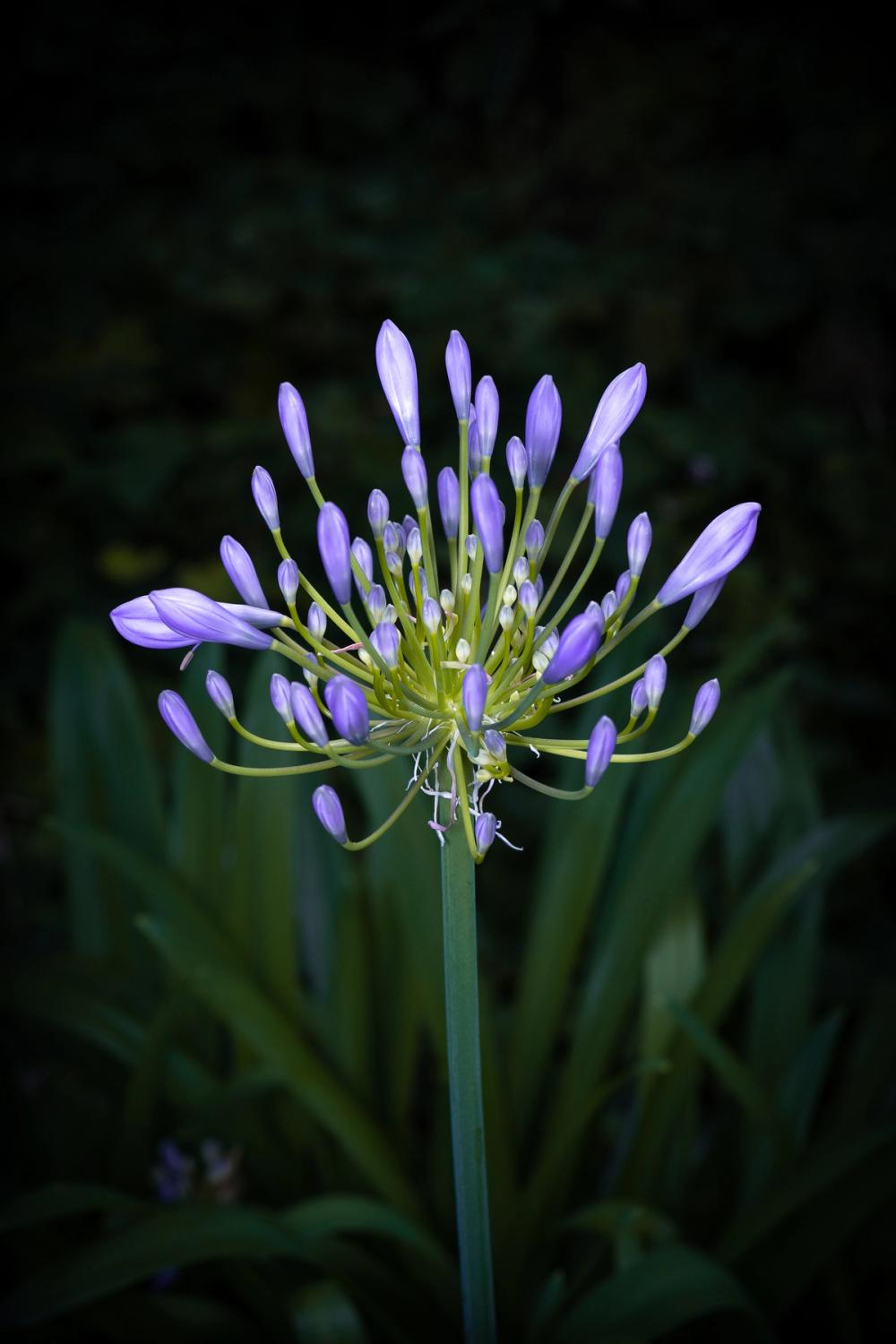 Night Agapanthus