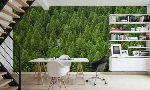 Evergreen Canopy
