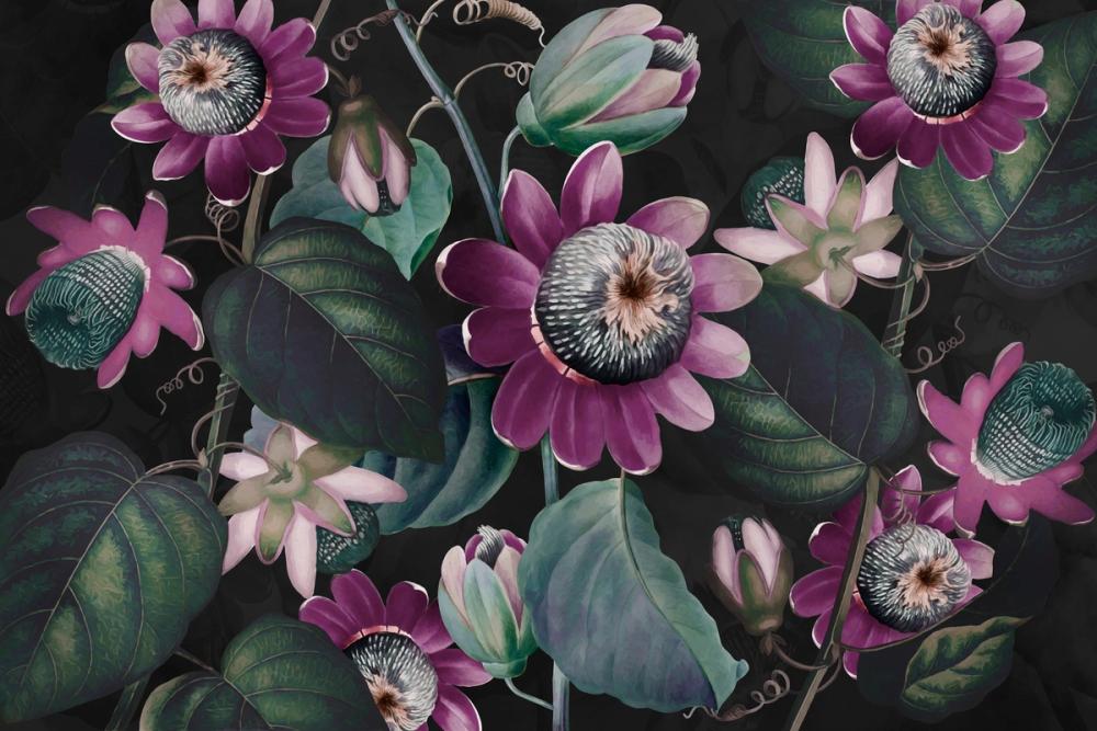 Passifloras Emerging Purple