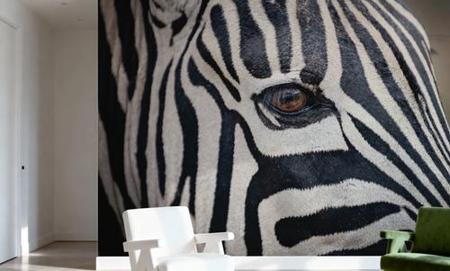 Zebra Face