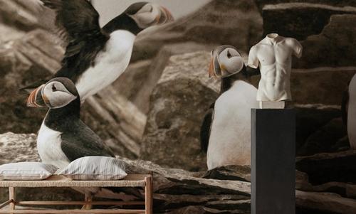 Atlantic Puffin Colony
