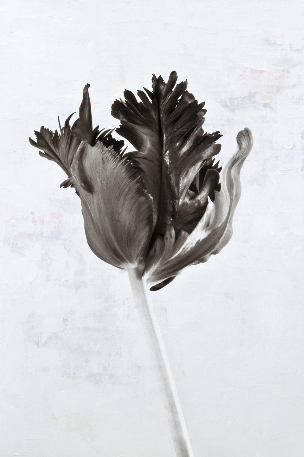 Sepia Tulip I