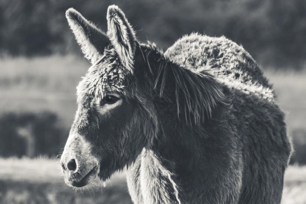 Sweet Donkey I BW