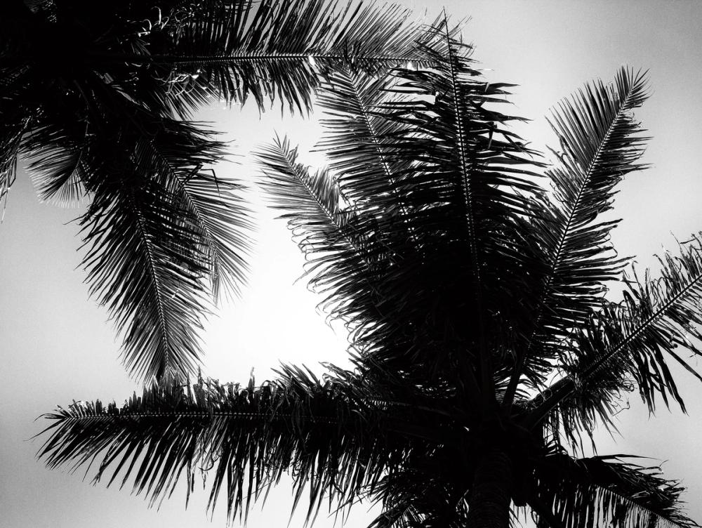 Palm Tree Looking Up I
