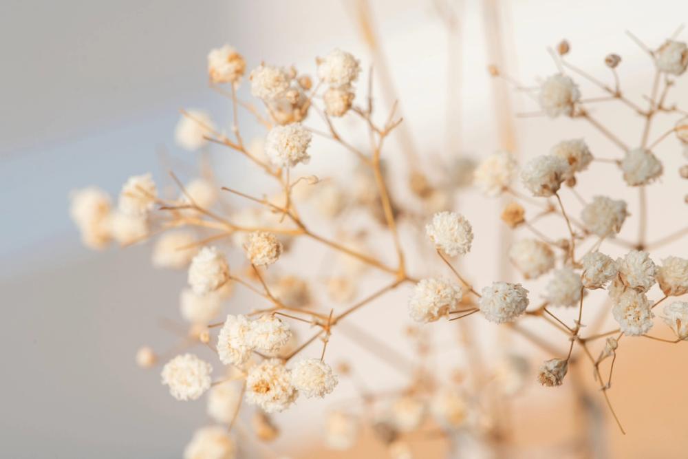 Gypsophila 