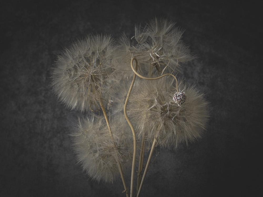 Delicate Dandelion