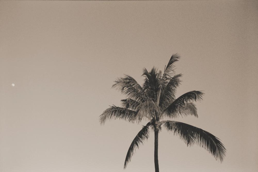Evening Palm Sepia