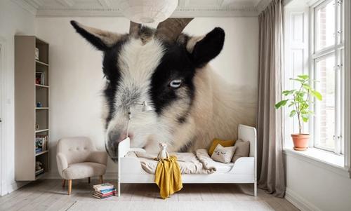 Pippa the Goat IV
