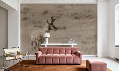 Pronghorn Summer