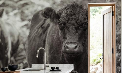 Dartmoor Cattle