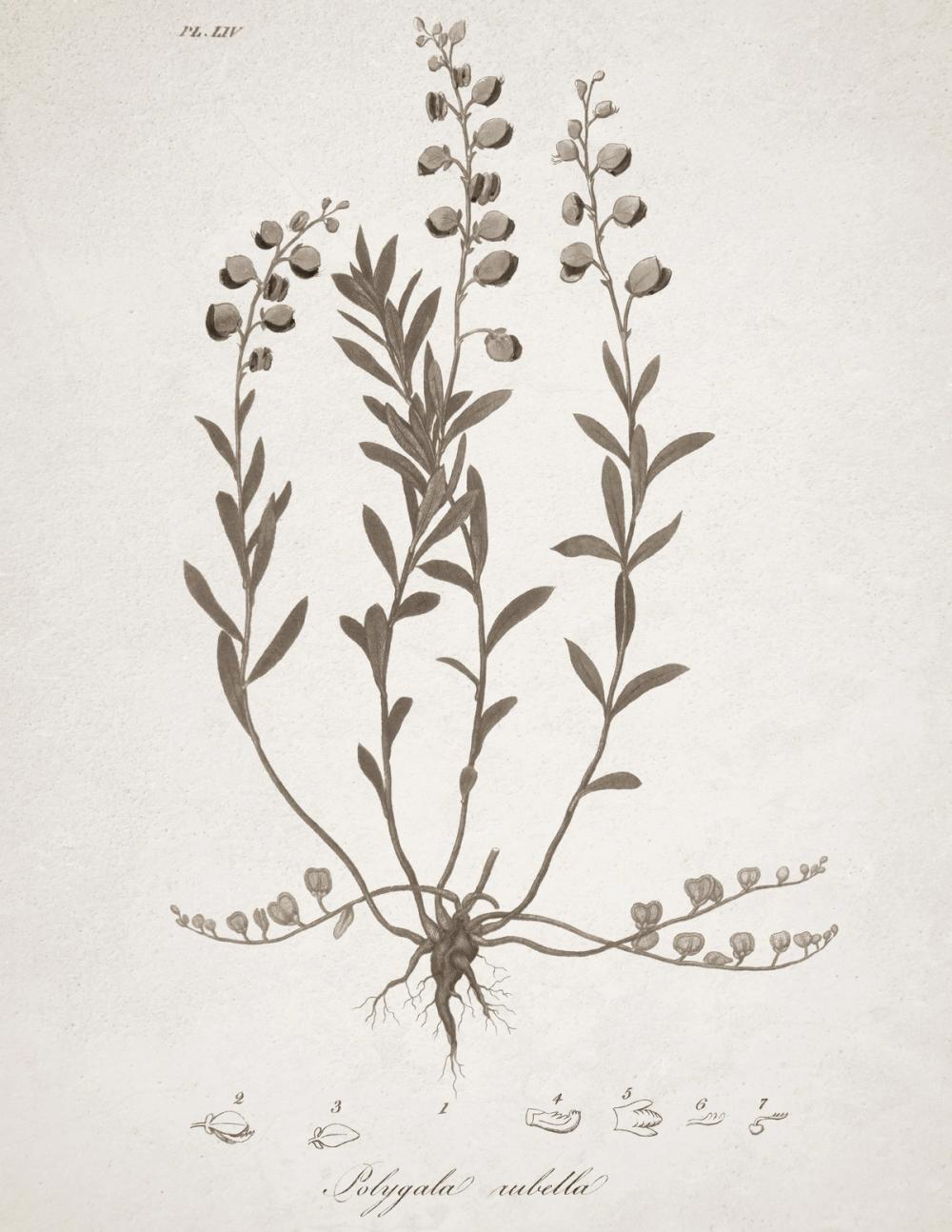 Beautiful Botanical II