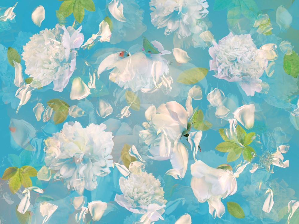 White Peony Blossoms