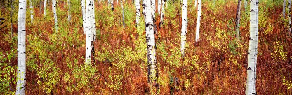 Autumn Birch Haven
