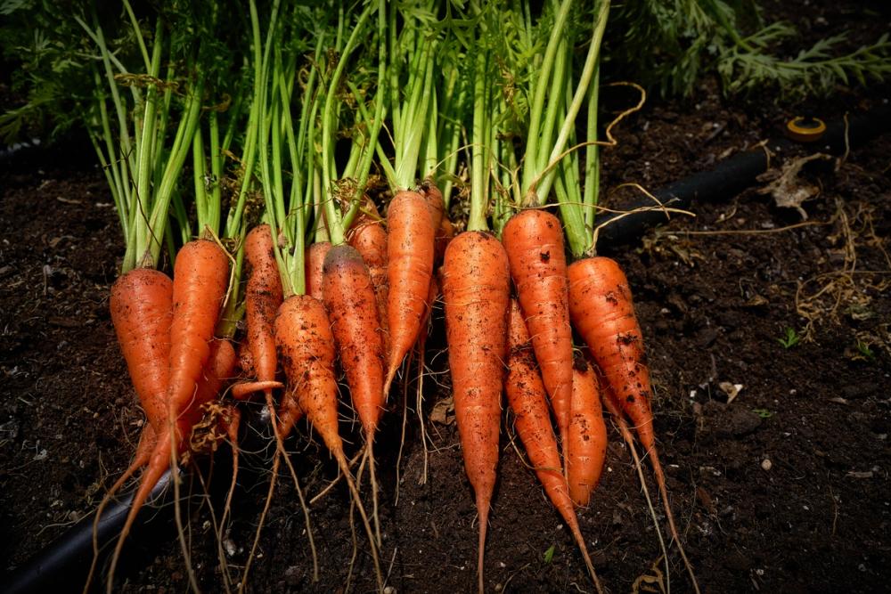 Harvest Carrot