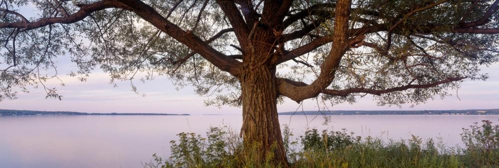 Twilight Solitude Tree