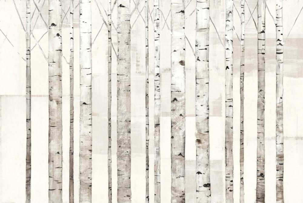 Birch Trees on White
