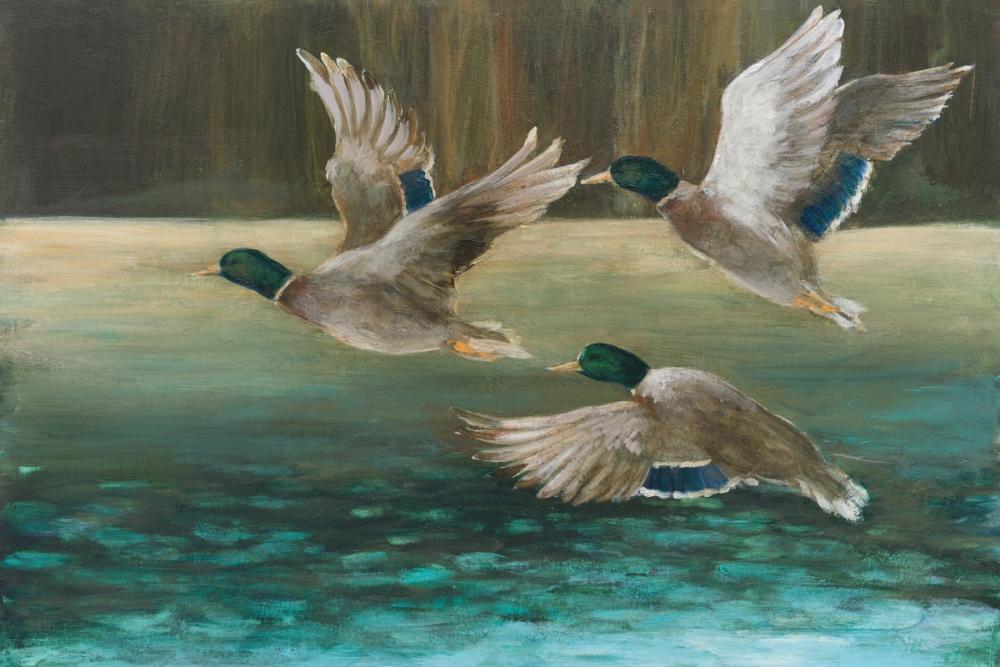 Mallard Flight
