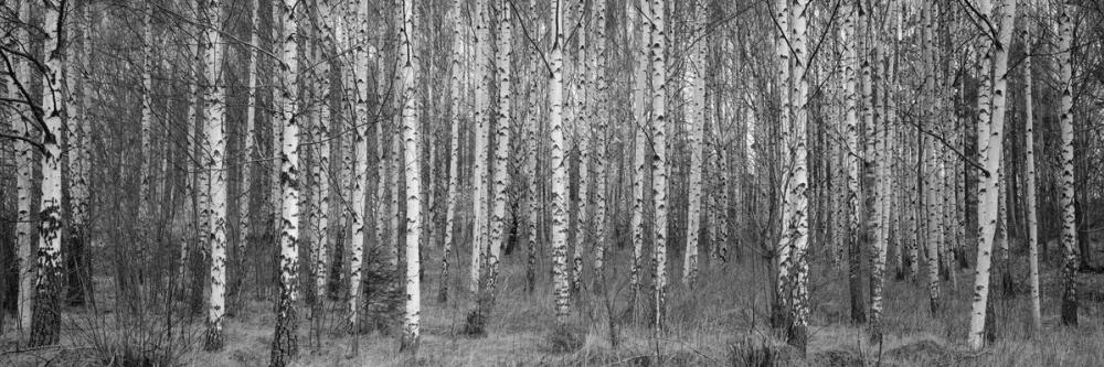 Birch Symphony