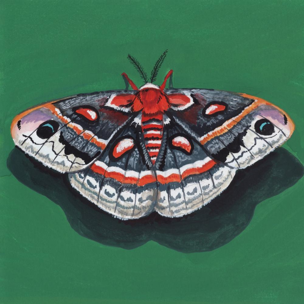 Cecropia Moth