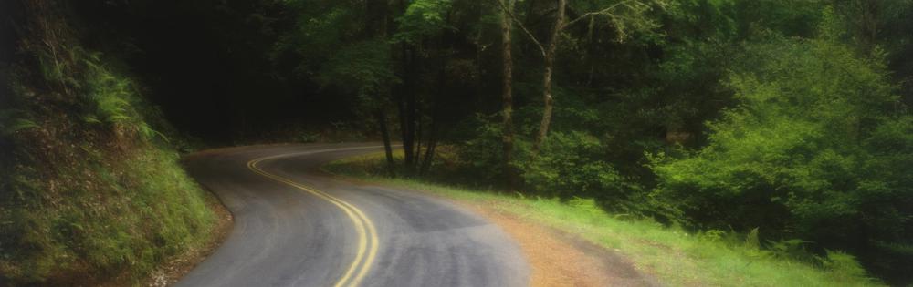 Winding Forest Path