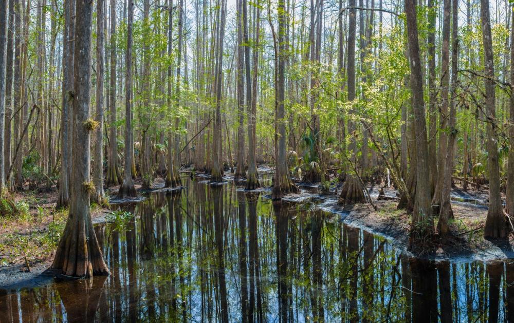 Highlands Hammock State Park