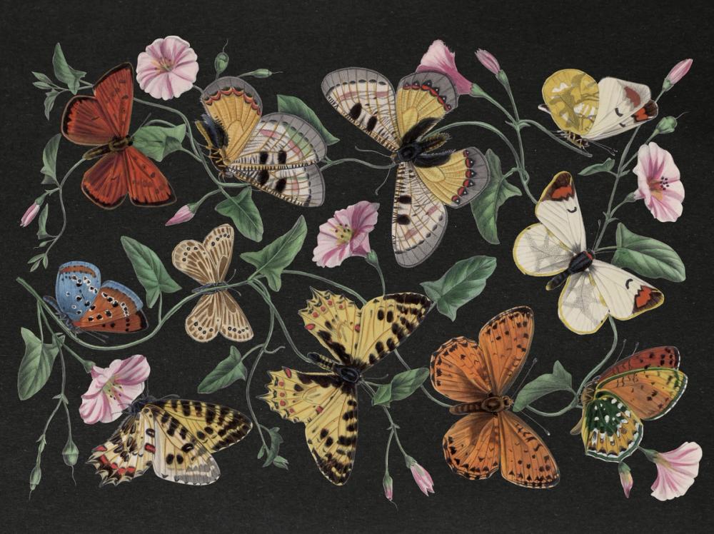 Le Jardin des Plantes Black