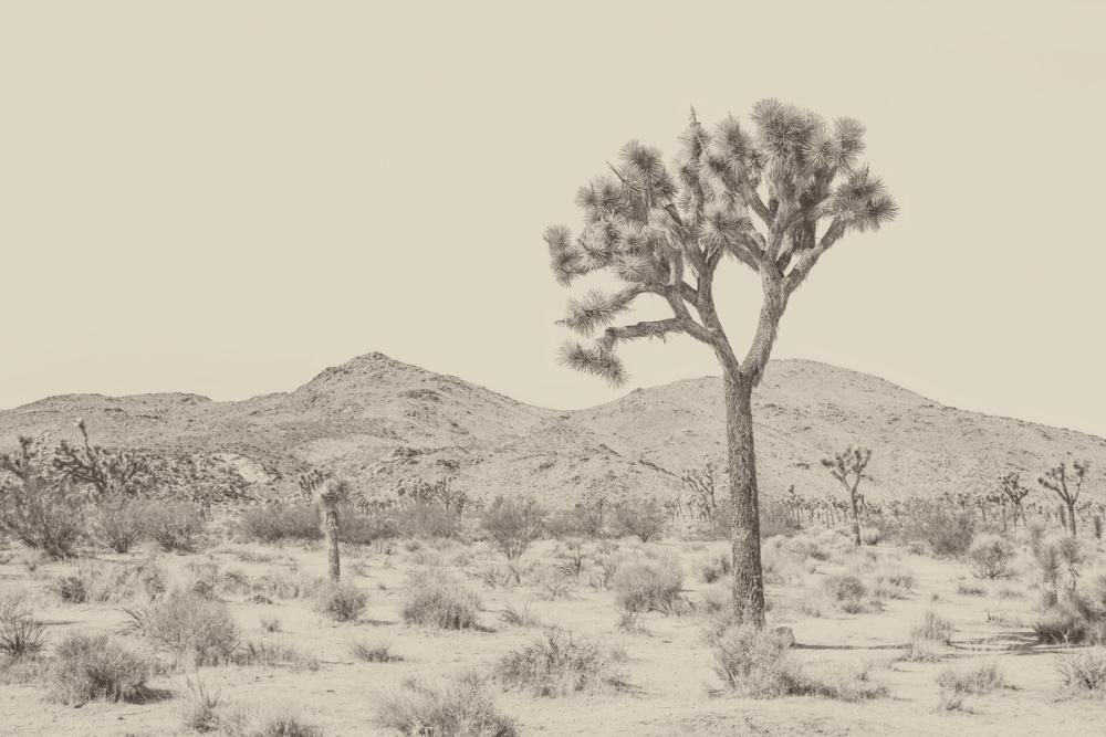 Joshua Tree Focus