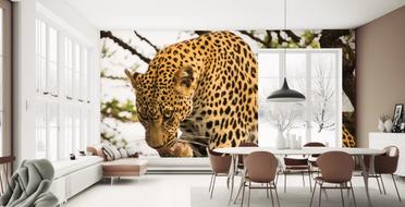 Leopard After Lunch