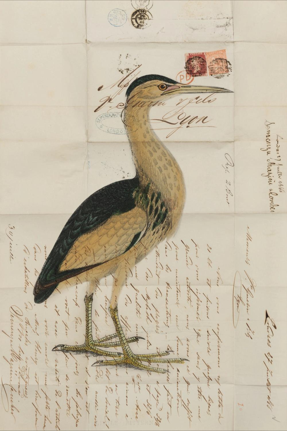 Little Bittern