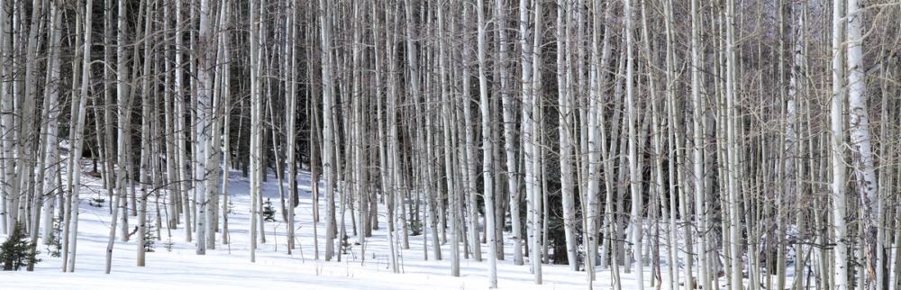 Winter Birch Stillness