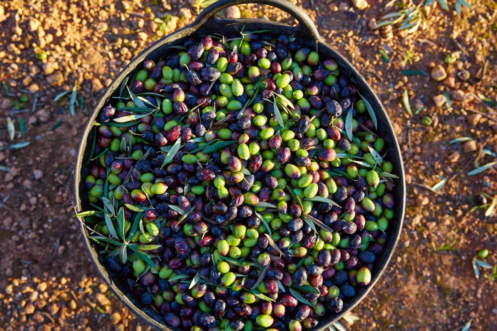 Olive Harvest