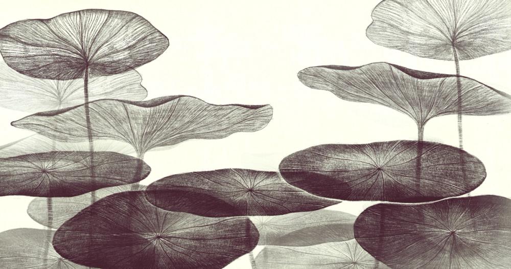 Subtle Water Lily Drawing, Graphite