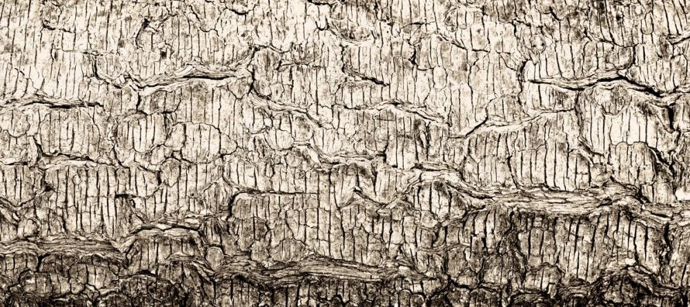 Weathered Bark
