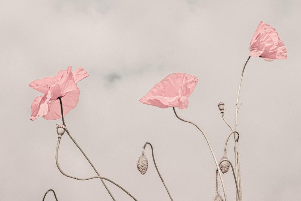 Poppies