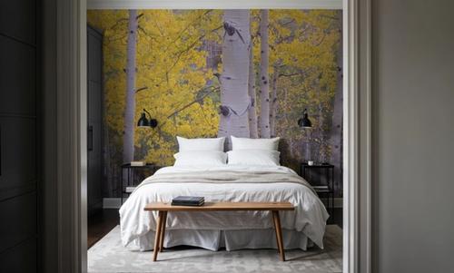Golden Birch Forest