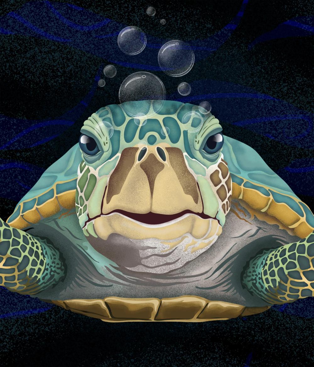 Hello Turtle, Midnight