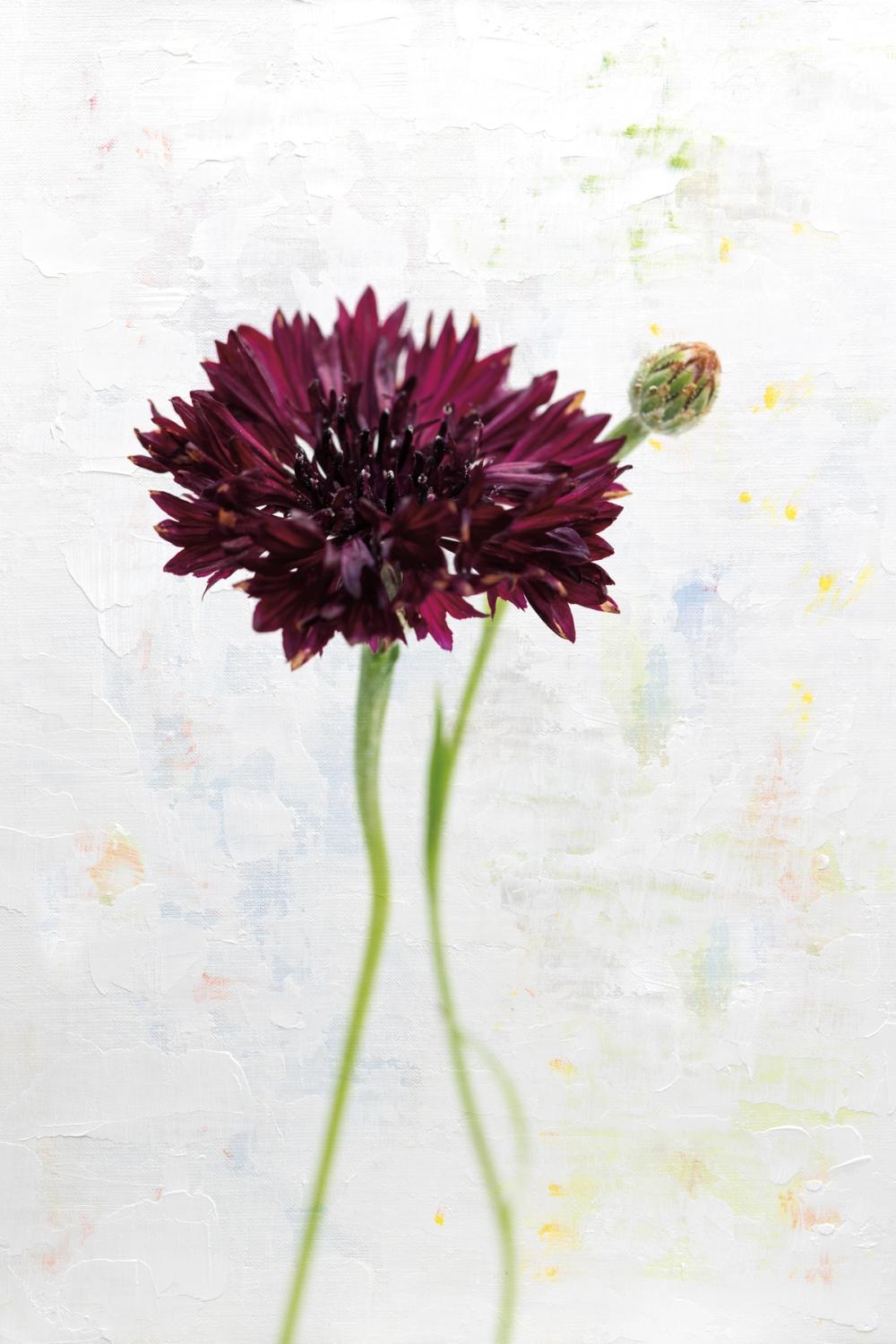 Wonderful Wildflowers VIII