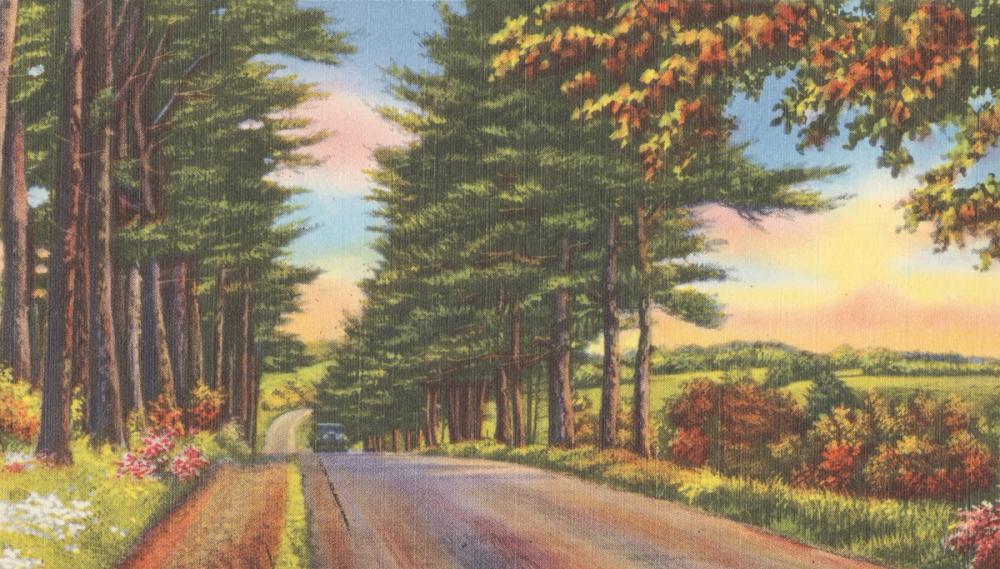 Along the Trees - Screenprint Postcard