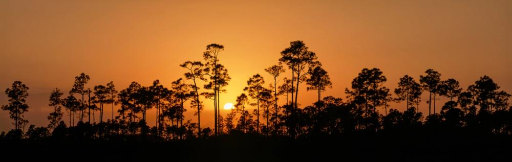 Forest Twilight Glow