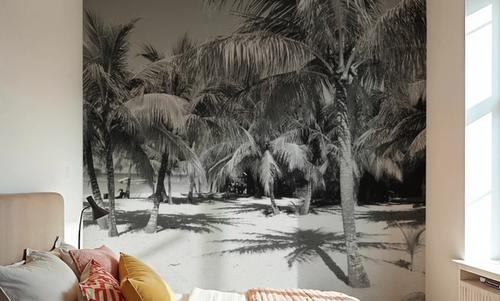 Palm Shadows
