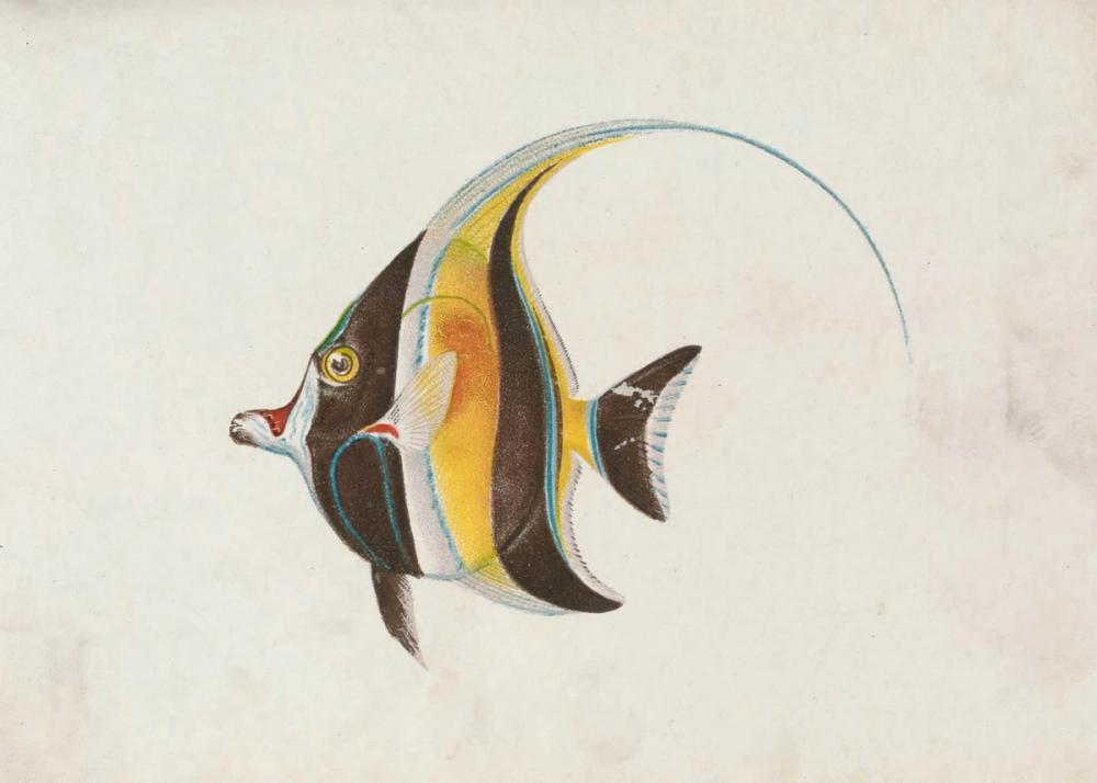 Kihikihi
