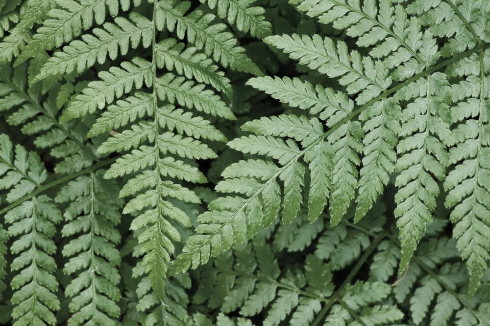 Pointy Ferns