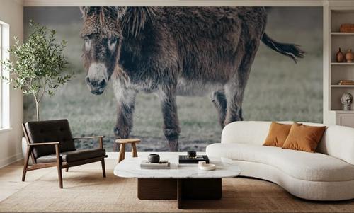Donkey Summer III